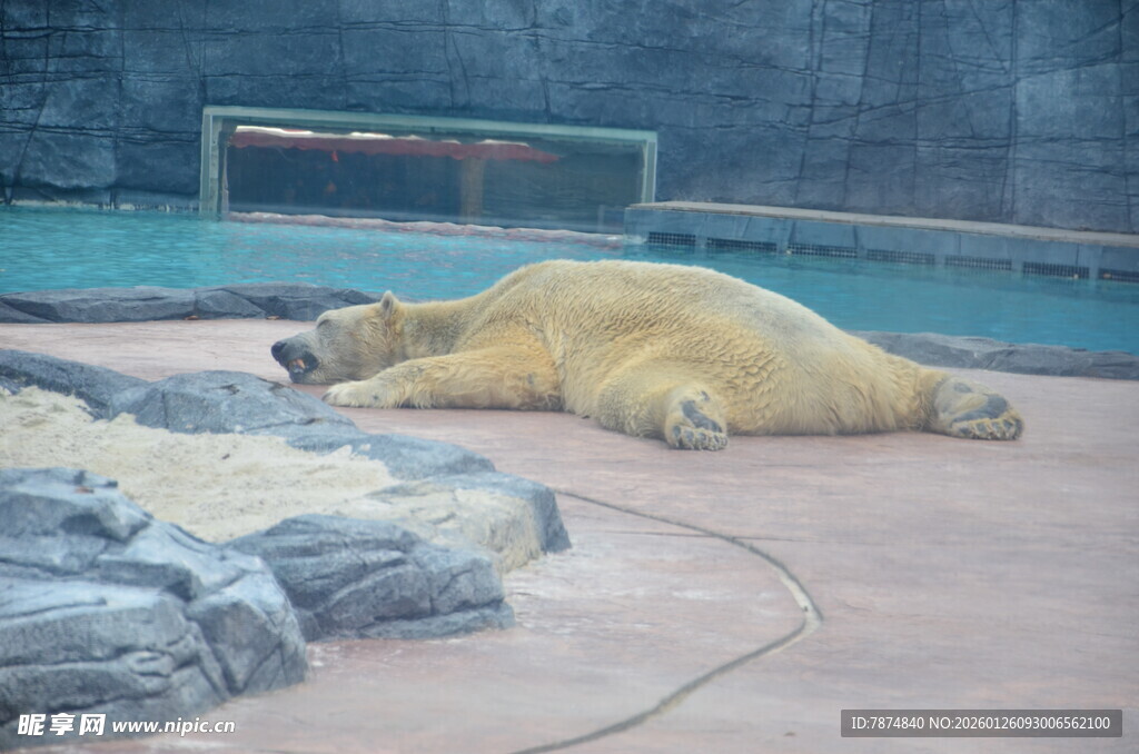 慵懒北极熊躺卧休憩