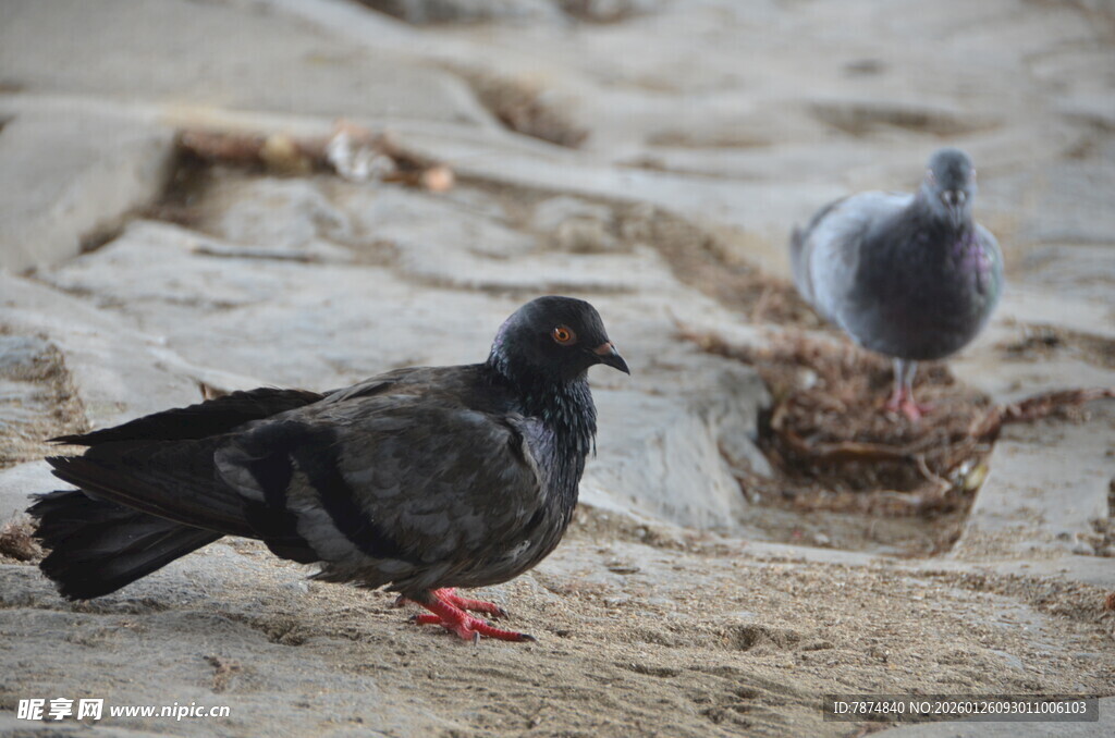 岩石上的两只鸽子