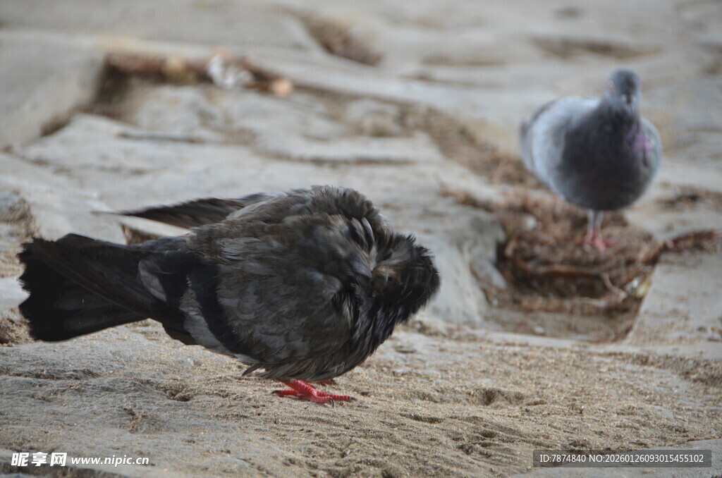 地面上的几只鸽子
