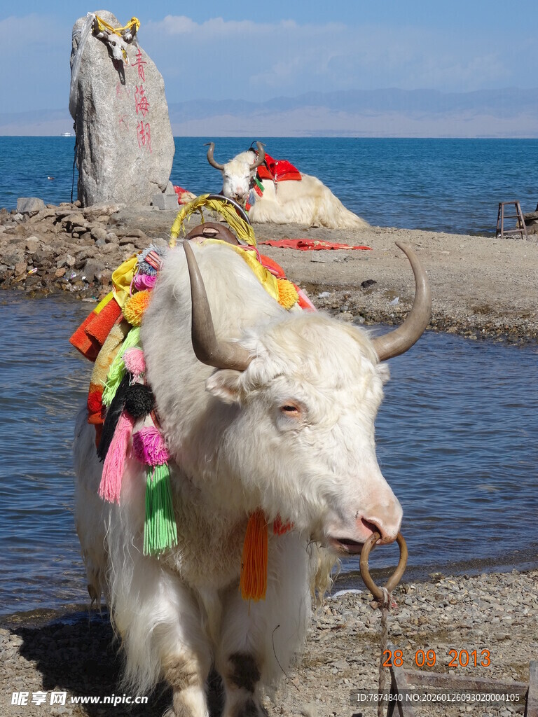 海边装饰彩饰的白牦牛