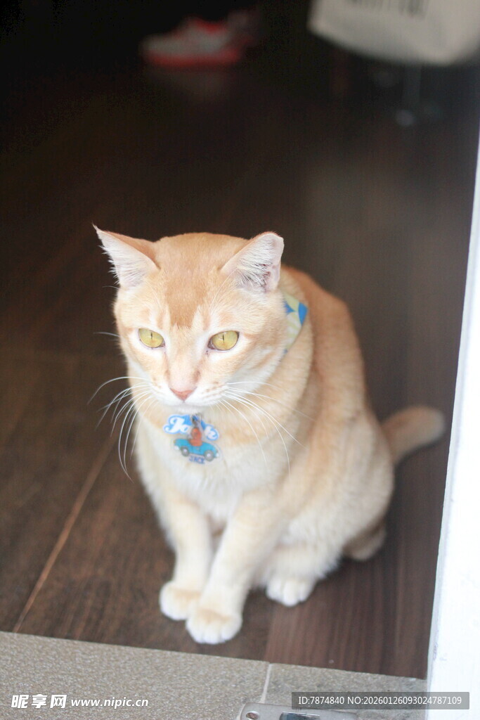 可爱橘猫戴饰品端坐