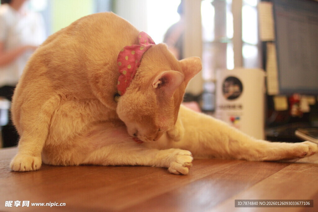 橘猫惬意地自我清洁