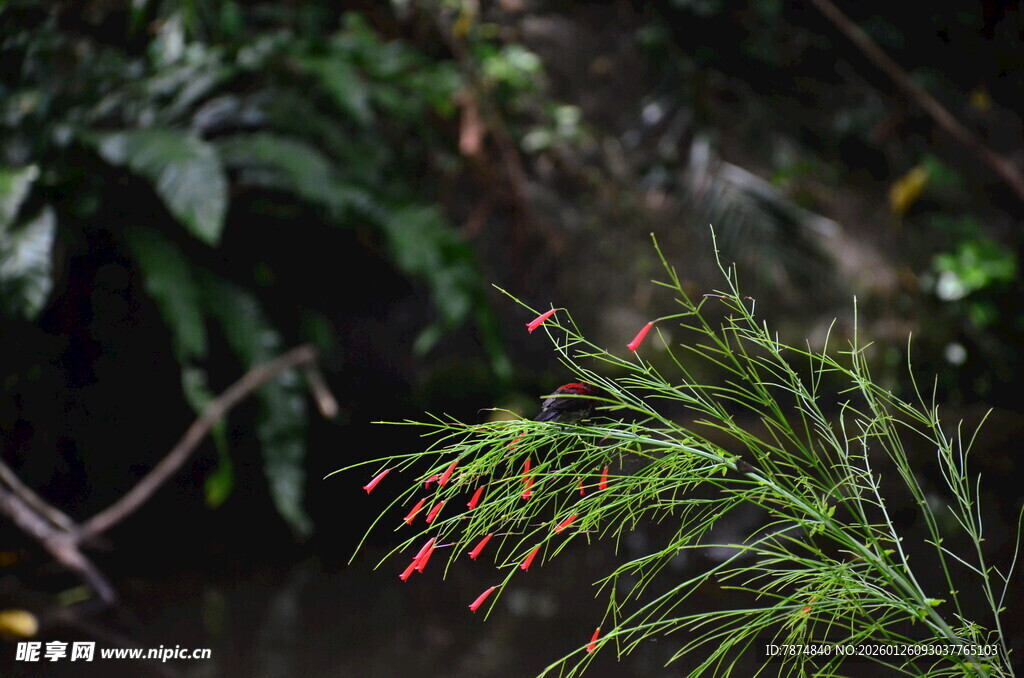 翠绿植物上的红色小花