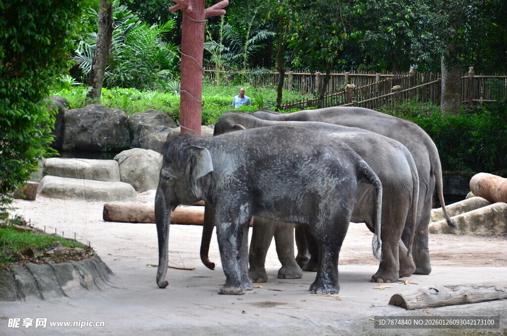 动物园中的几头大象