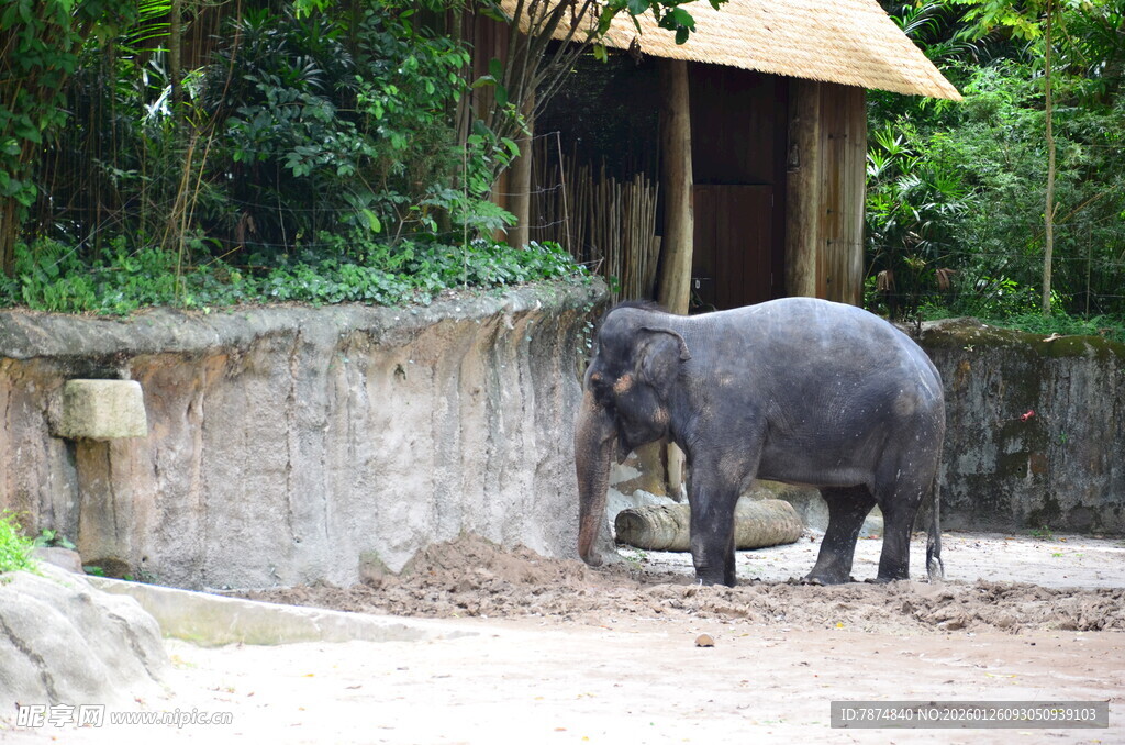 动物园中站立的大象