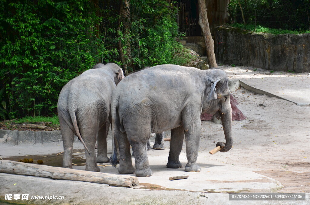 动物园中三头大象的身影