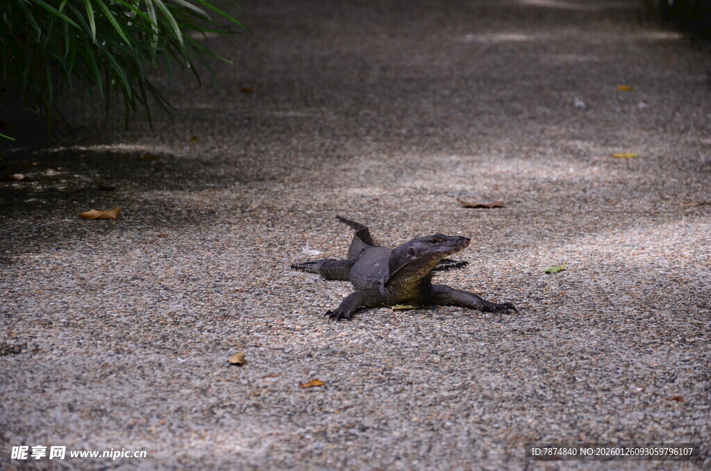 路上的蜥蜴