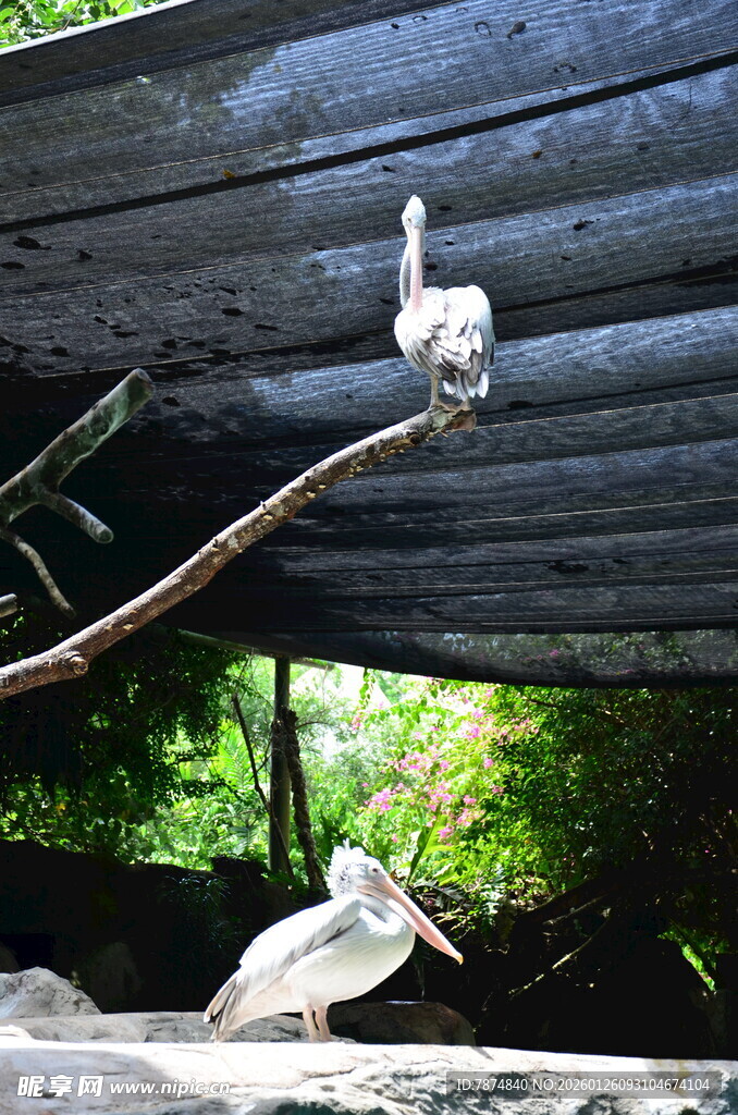 树枝上的鸟儿与绿植景观
