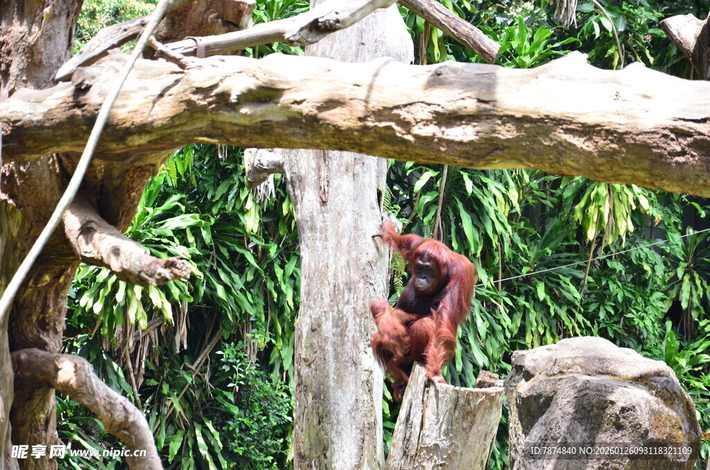 树上的红毛猩猩