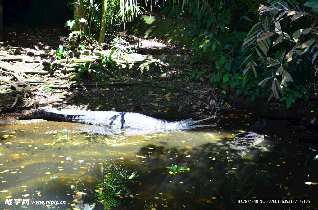 林间溪流中的优雅飞鸟