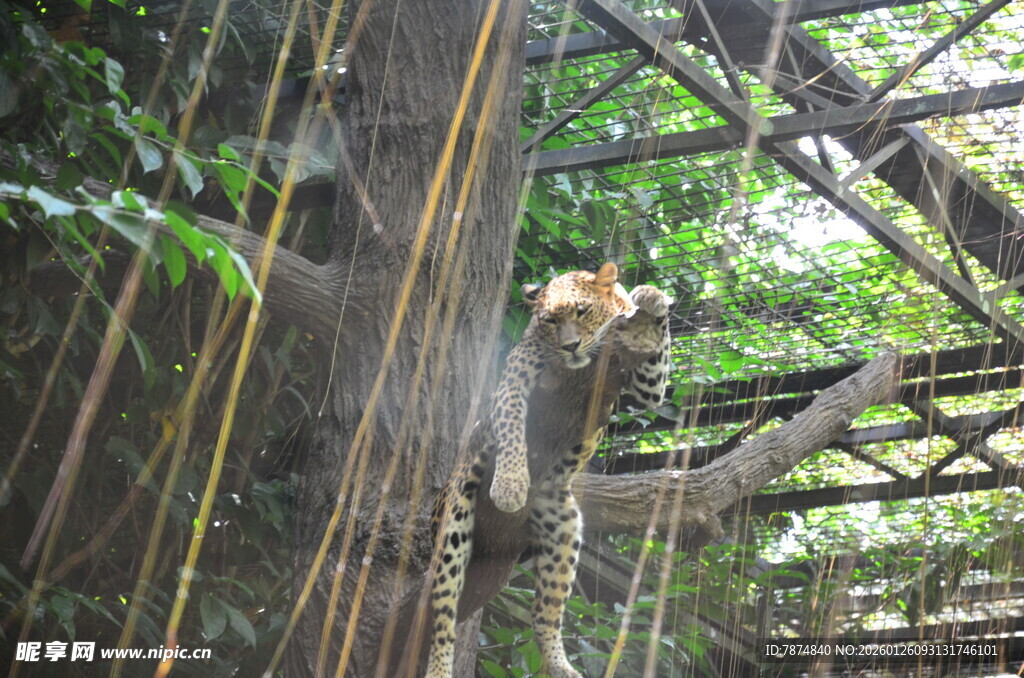 老虎在丛林环境中活动