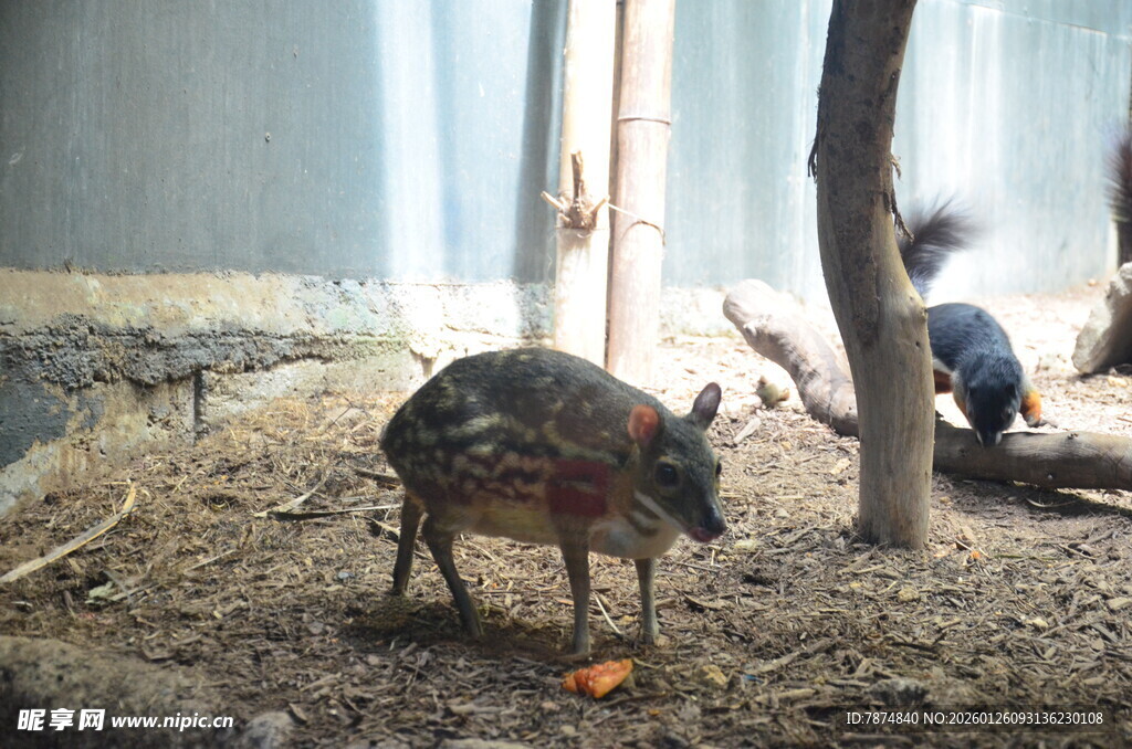 围栏内的野猪与地面杂物