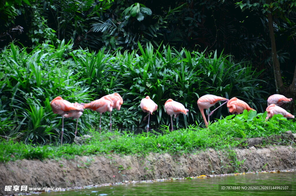 岸边觅食的一群火烈鸟