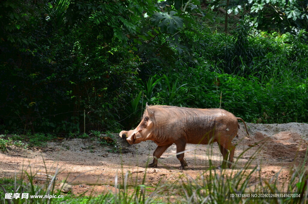 野外独行的疣猪