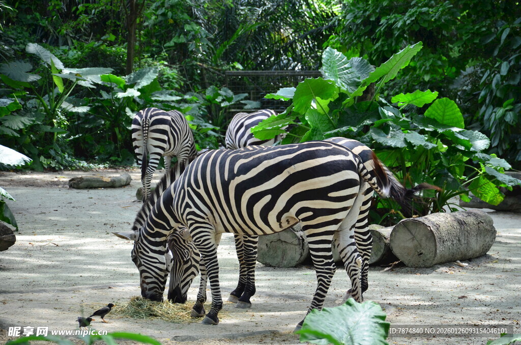 户外斑马群在绿植旁活动