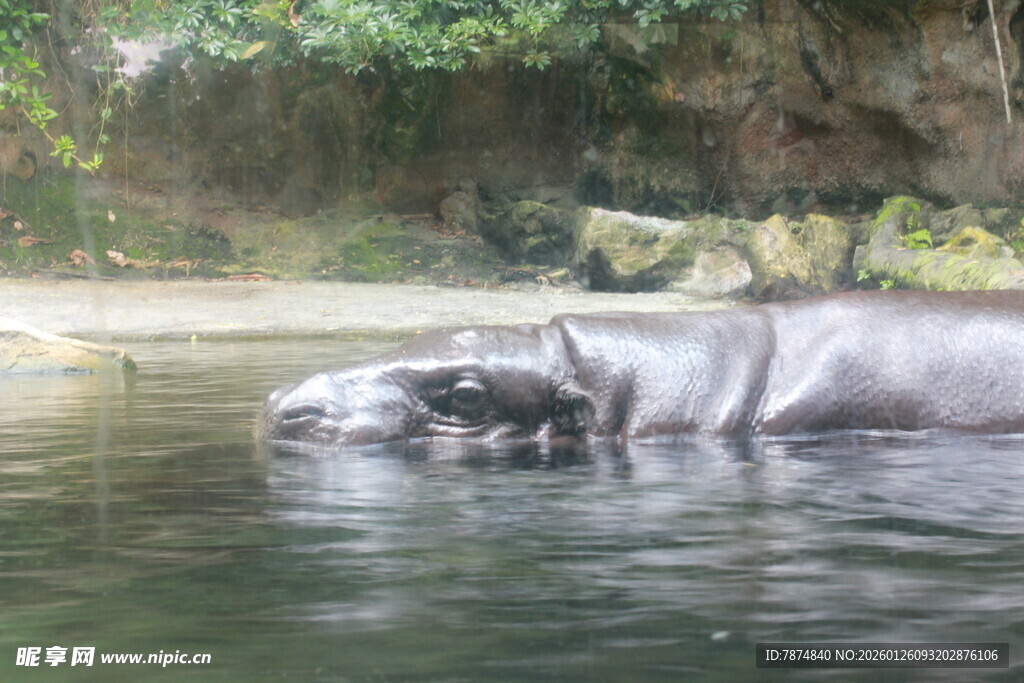 水中休憩的河马