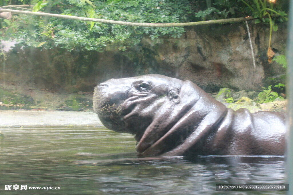 水中的河马