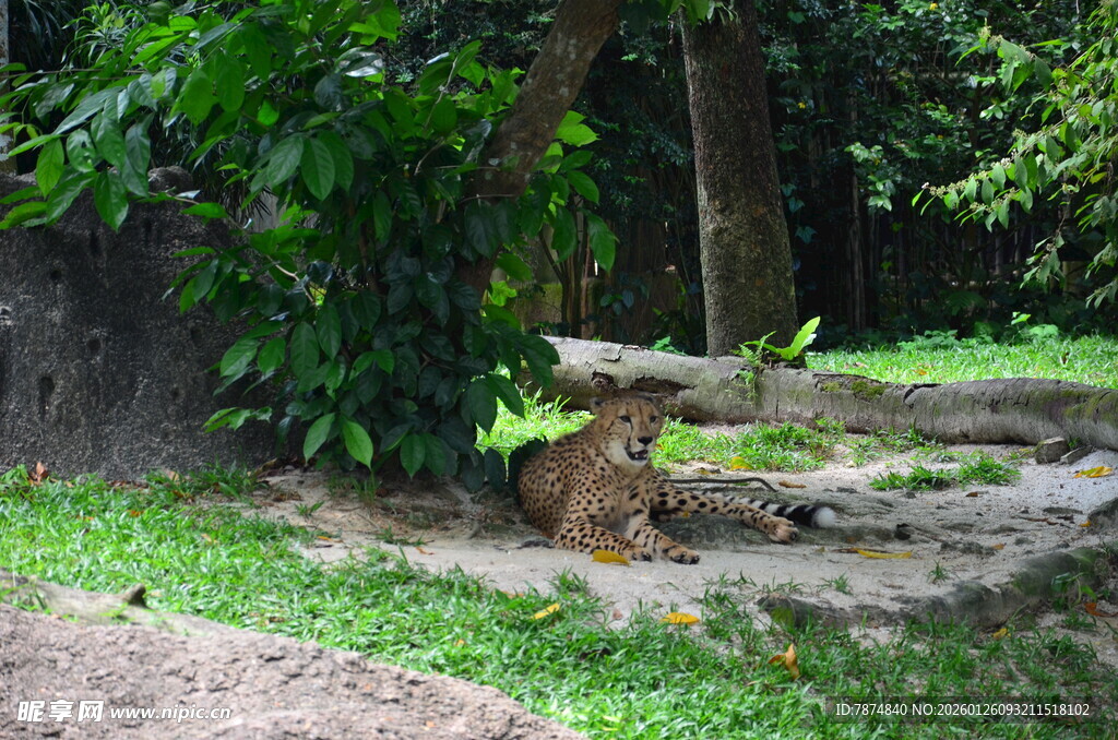 树荫下休憩的猎豹