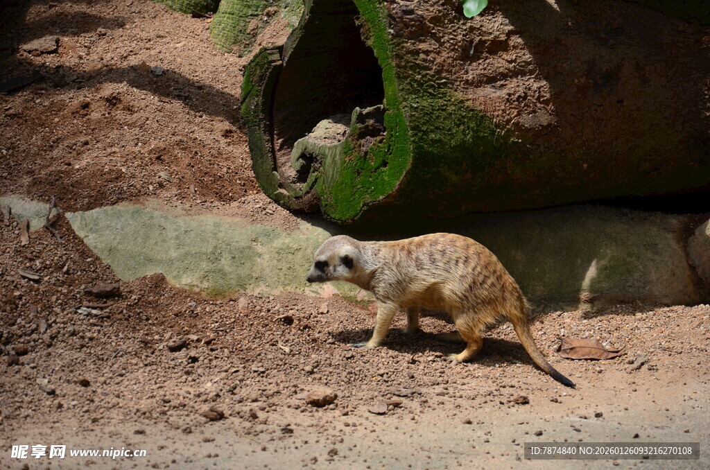 狐獴在栖息地活动