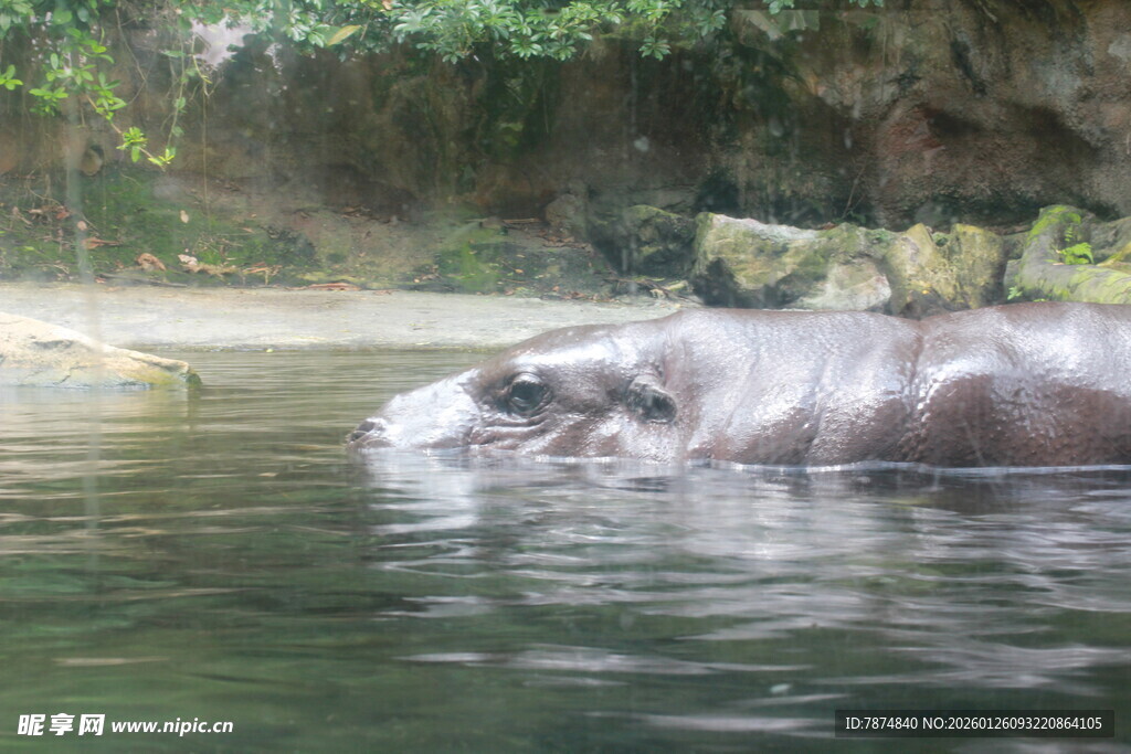 水中的河马
