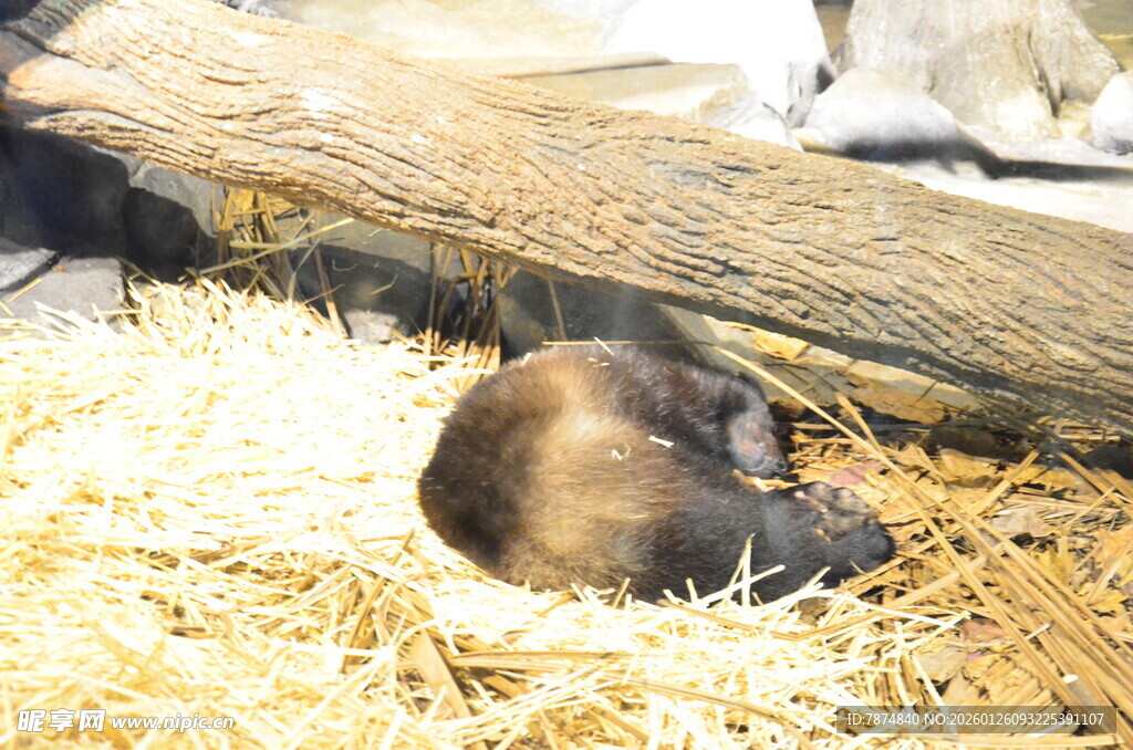 蜷缩在干草上的小动物
