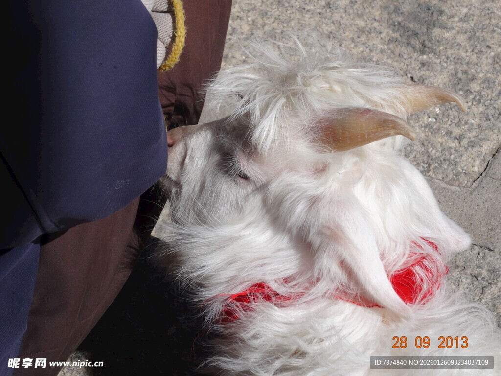 可爱小狗依偎在人身边