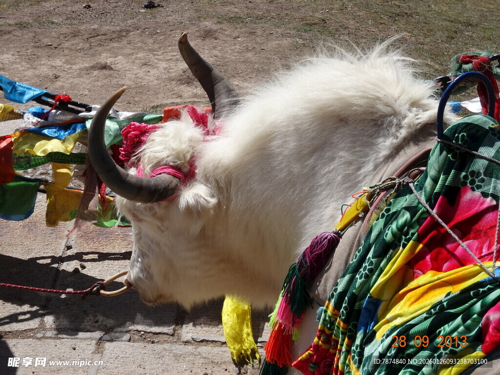 白牦牛与五彩经幡