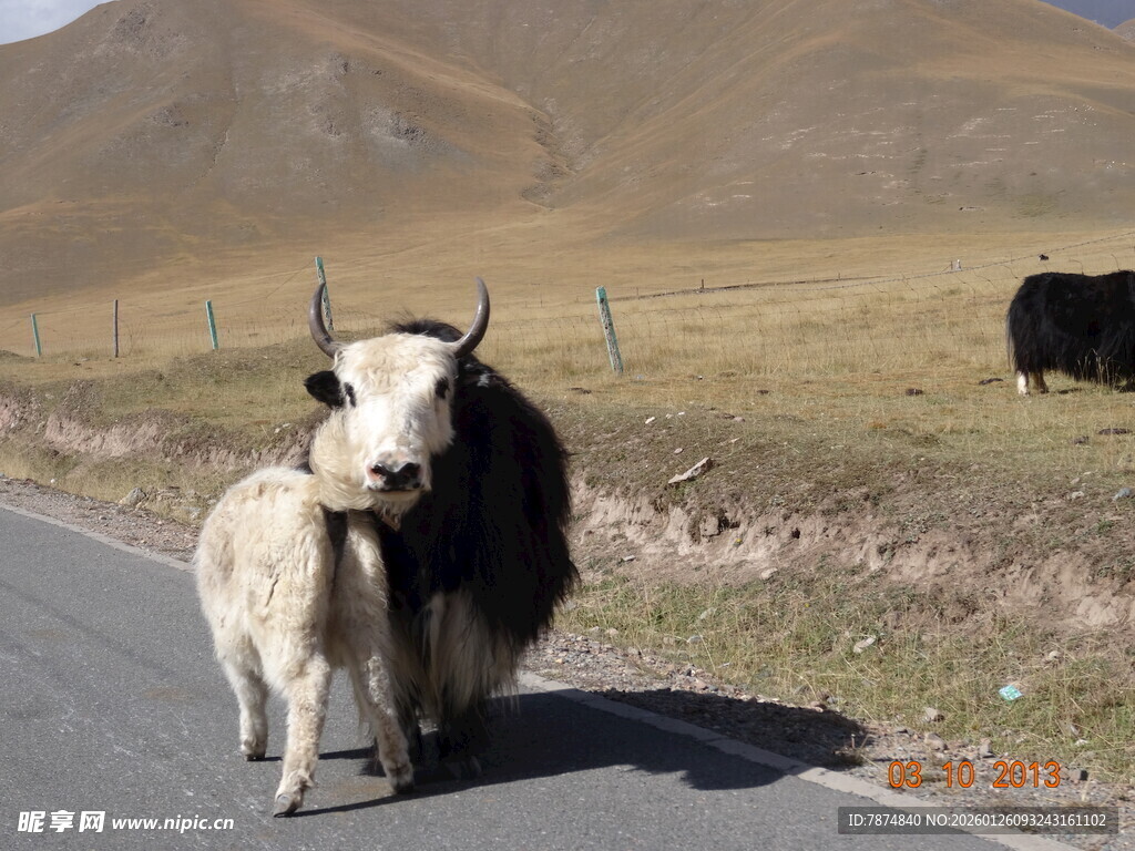公路上的牦牛母子