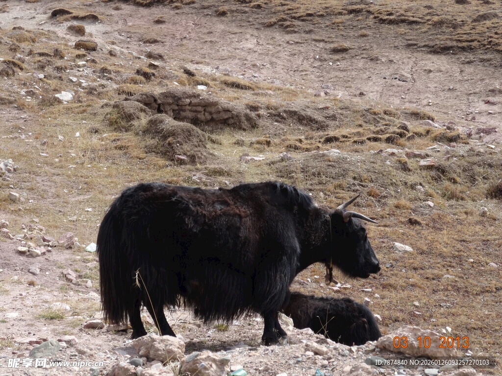 高原上的黑色牦牛