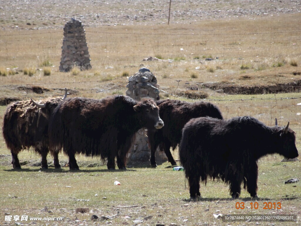 草原牧人与牦牛群