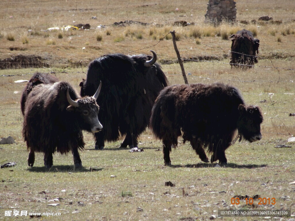 草原上的牦牛群