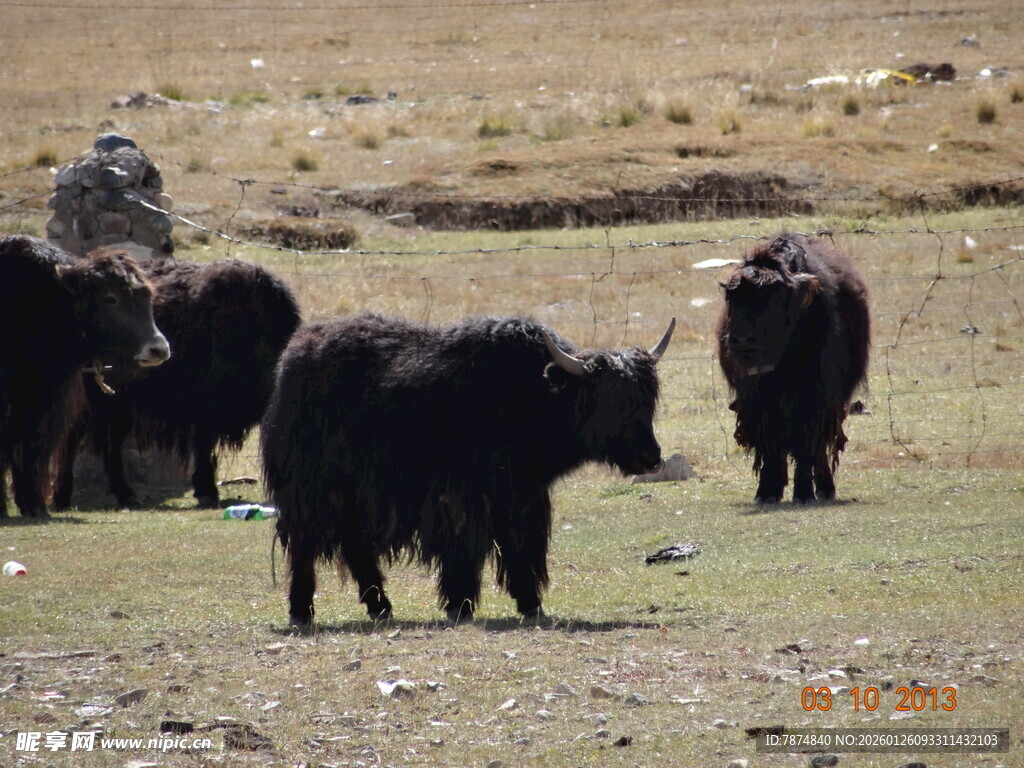 草原上的牦牛群