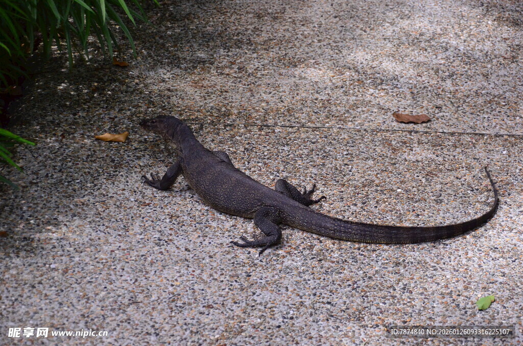 地面上的黑色蜥蜴