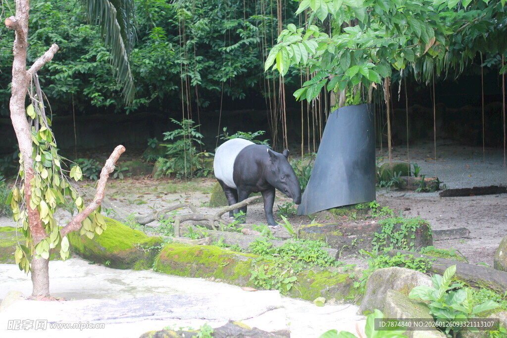 动物园中的貘在绿植间
