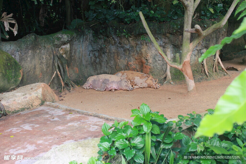 动物园中休憩的动物