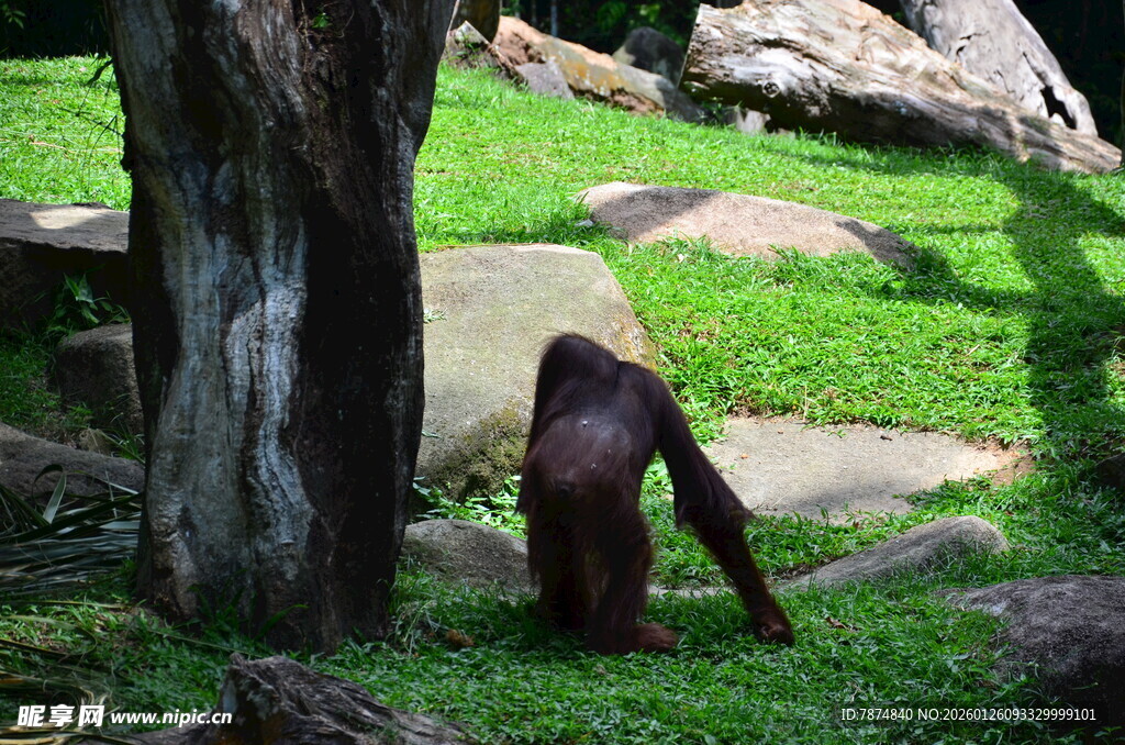 树下行走的猩猩
