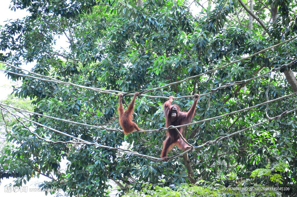 树上的两只红毛猩猩