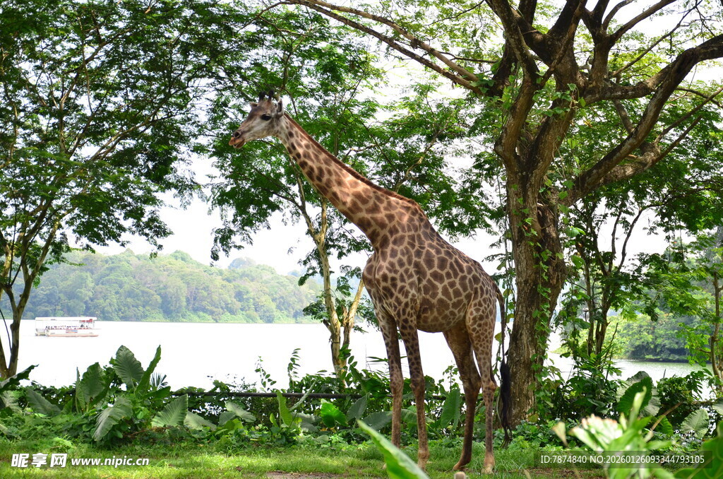 长颈鹿于林间悠然进食