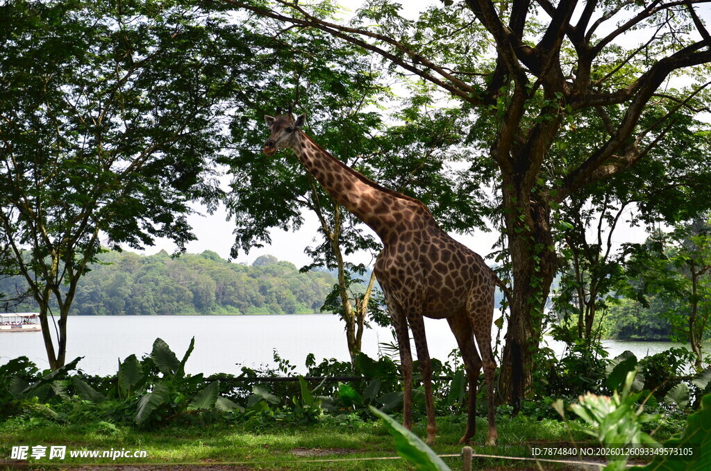 森林中站立的高大长颈鹿
