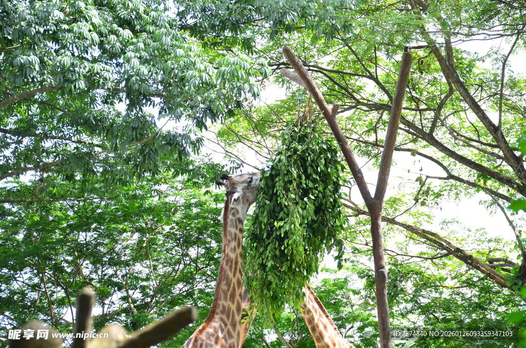 繁茂树林中的奇特树藤