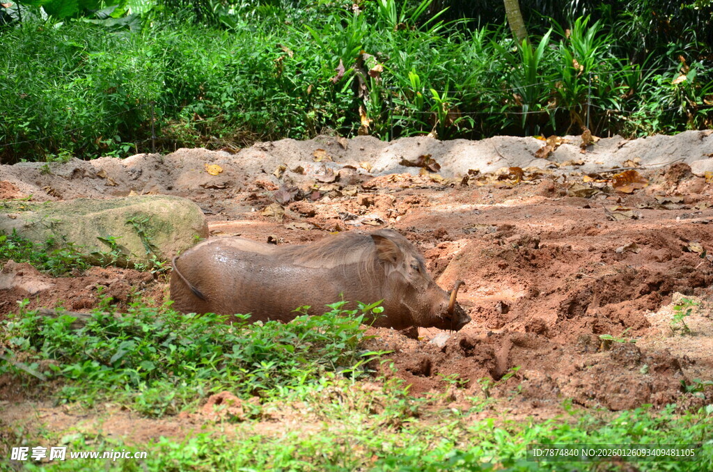 野外泥地中的一只野猪