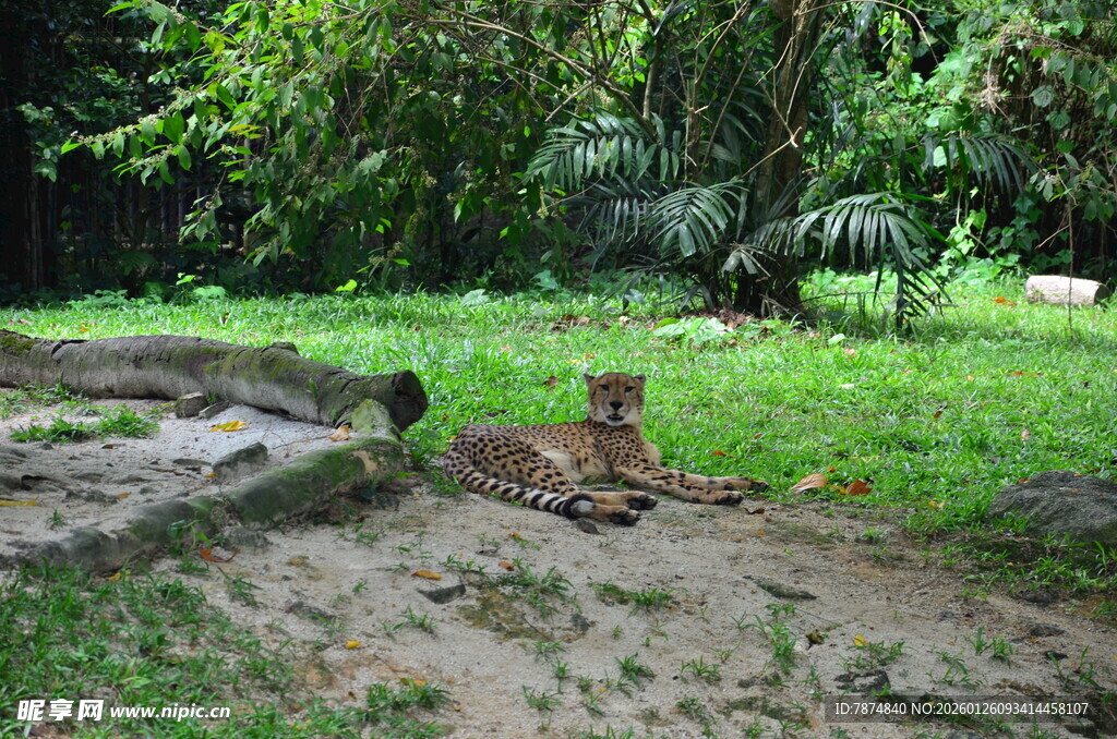 户外绿意盎然的自然场景