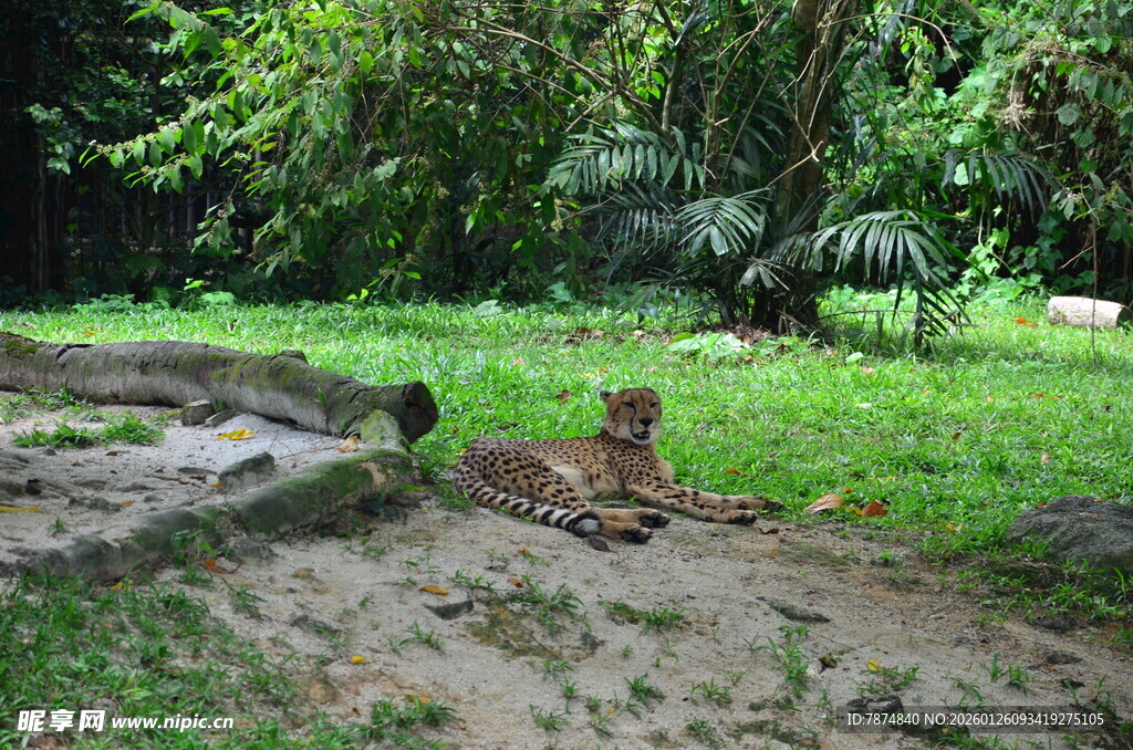 草地上的小老虎