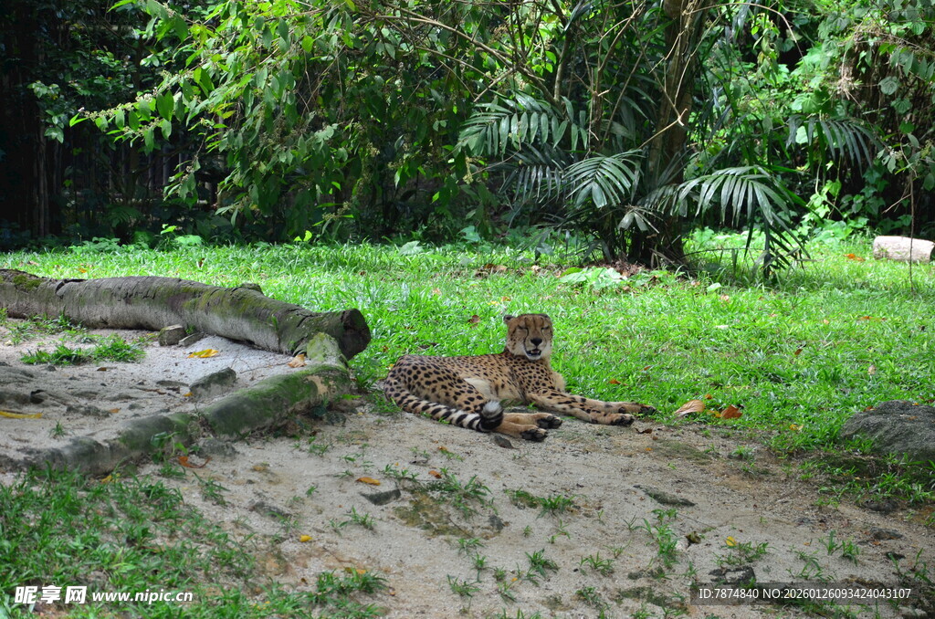 丛林中休憩的狮子