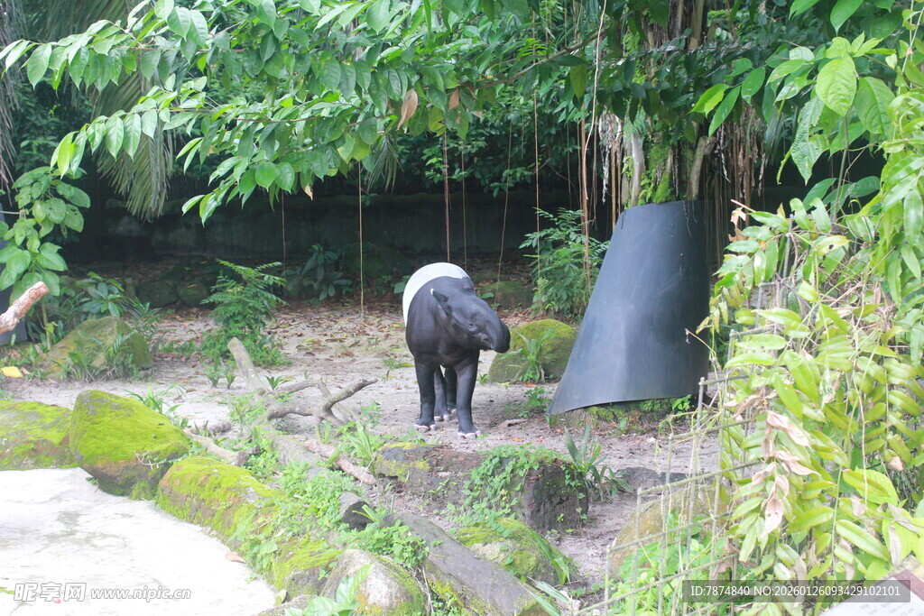 野外黑猪于绿植间觅食