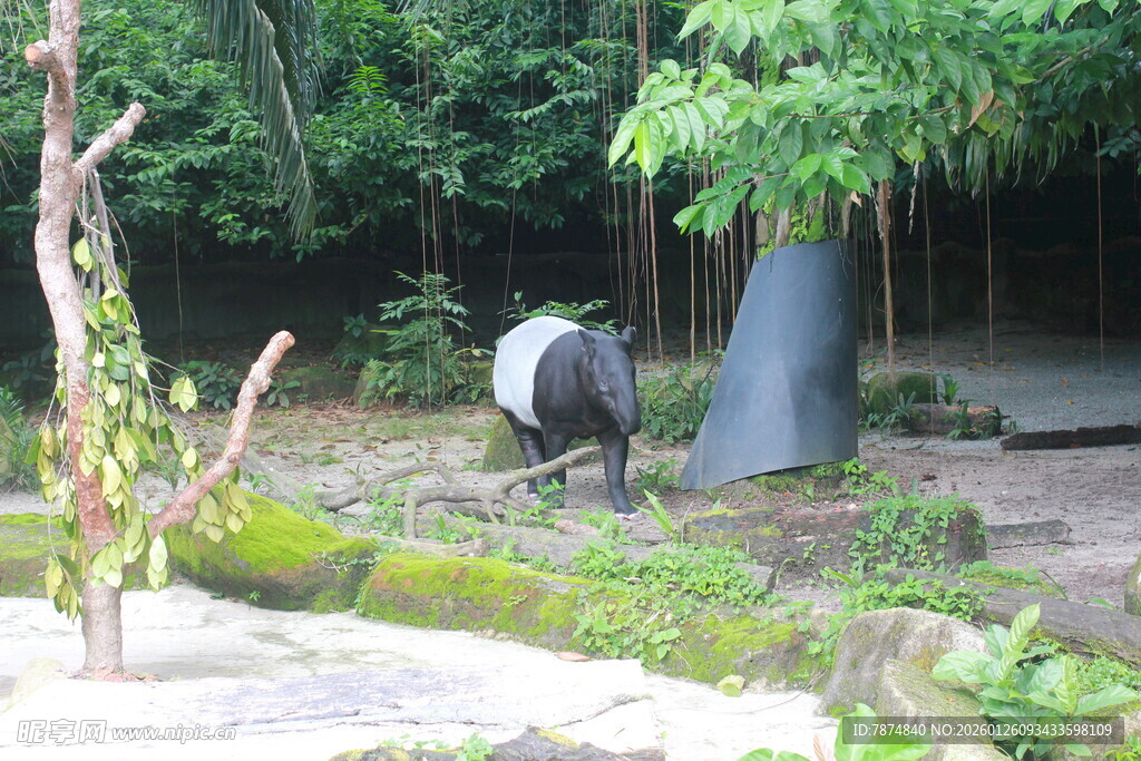 动物园中觅食的貘