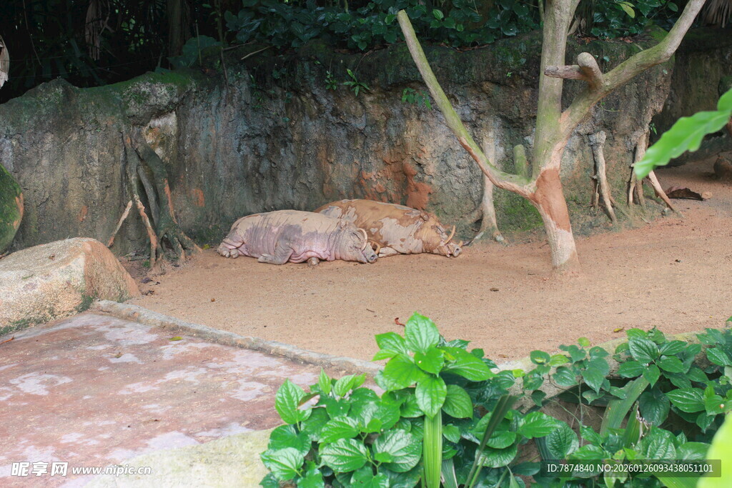 动物园中休憩的野生动物