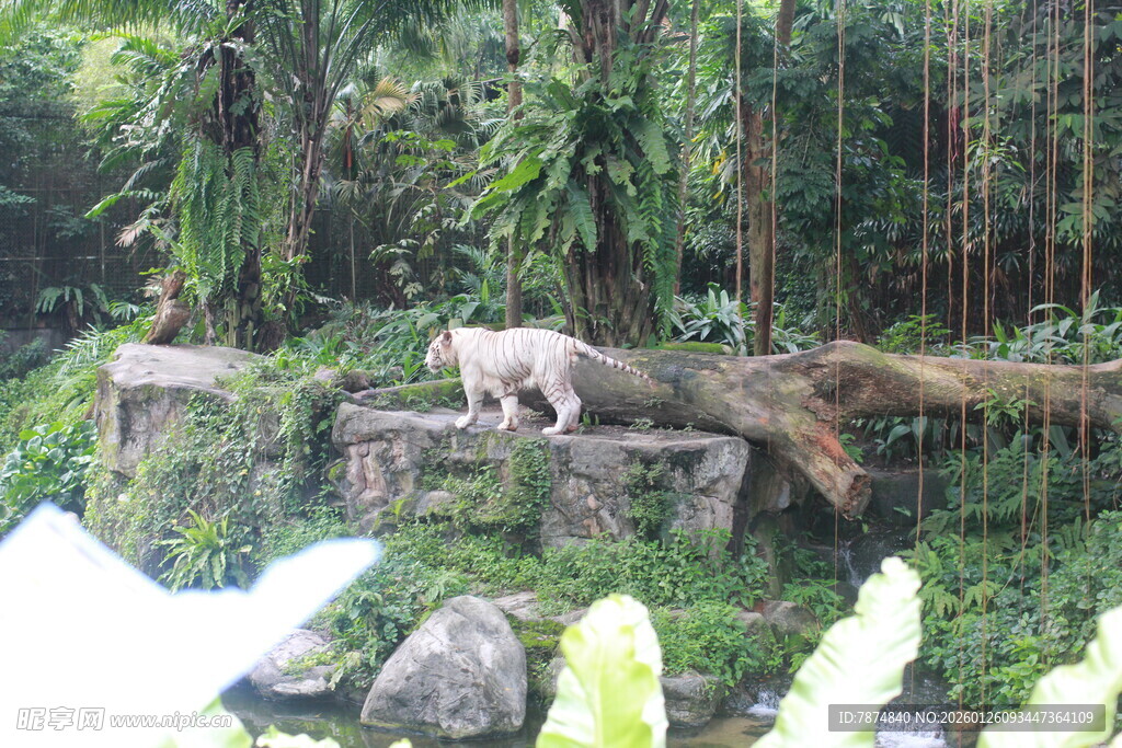 动物园中站立的野生动物