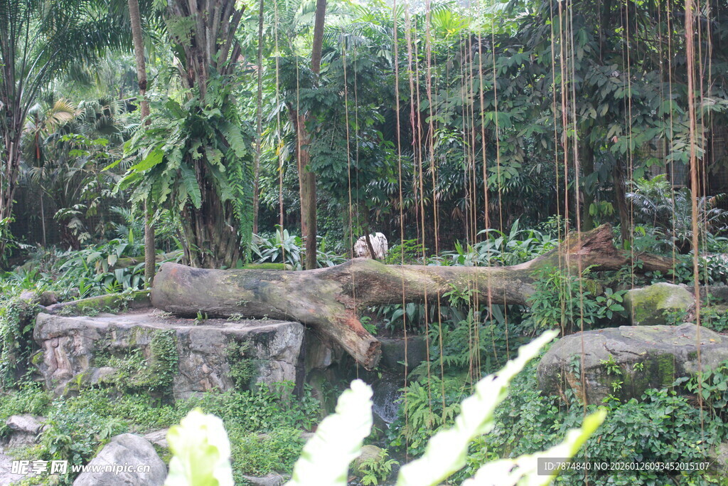 茂密丛林中的自然景象