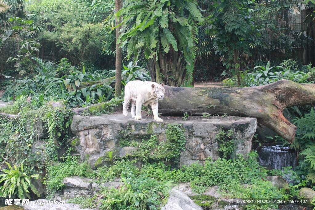 石上白狗身处绿植环绕间